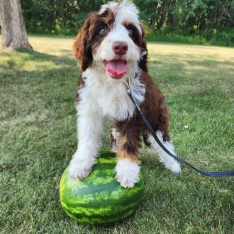 Watermelon