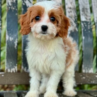 Daisy