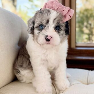 Lilly