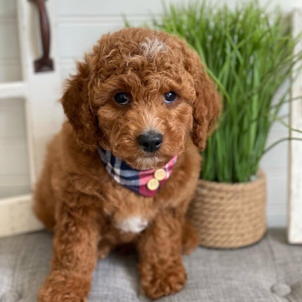 Arthur