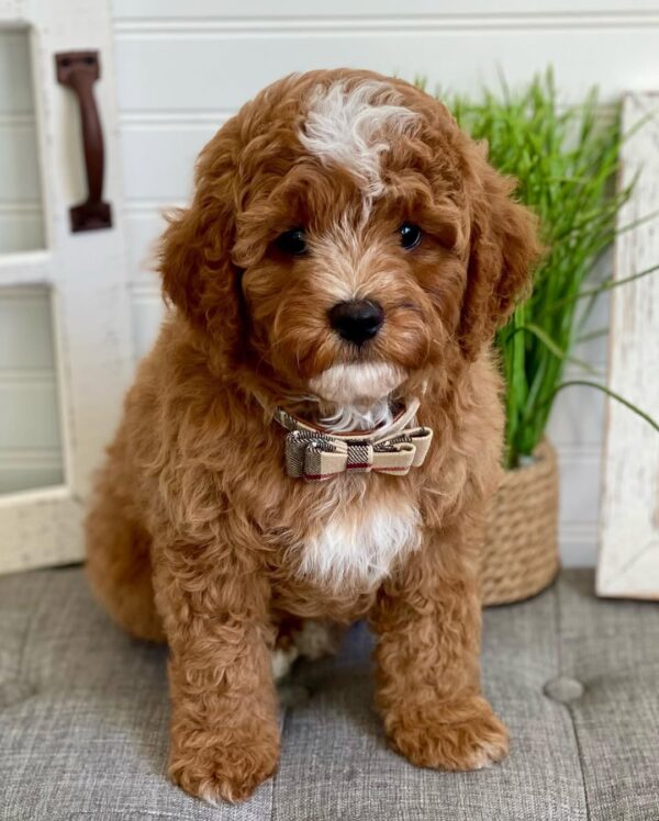 Harry