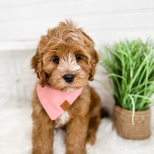 Lilly
