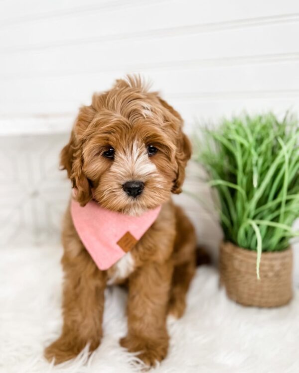 Lilly