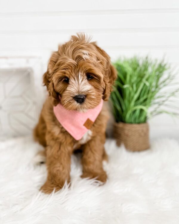 Lilly - Image 2