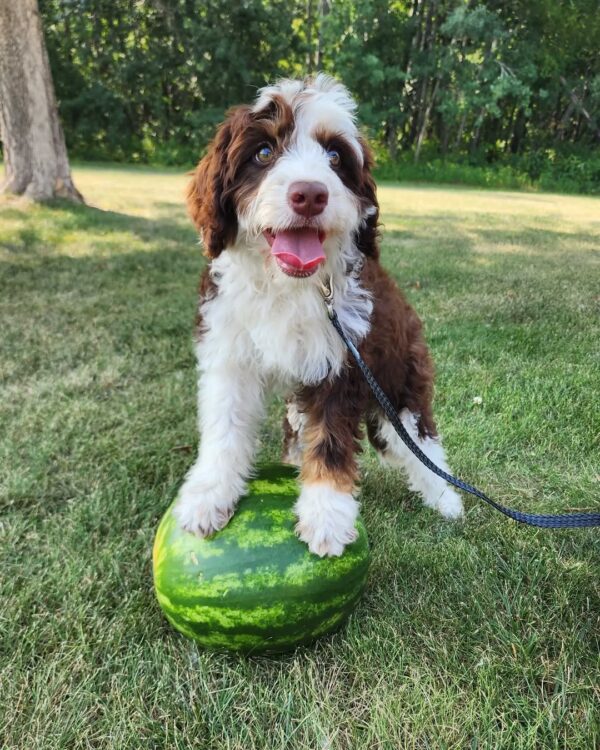 Watermelon