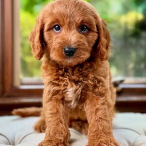 Benji