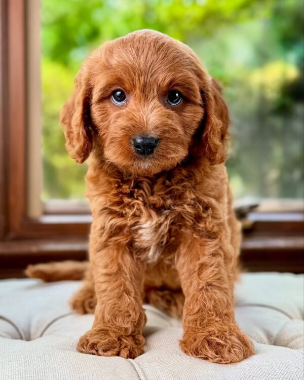 Benji