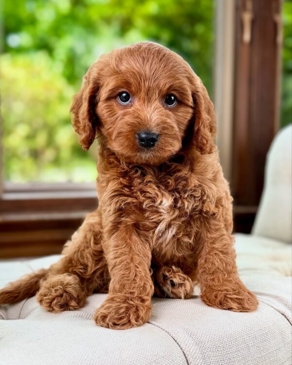 Benji - Image 2